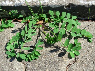 Ritzenbotanik: Bärenschote (Astragalus glycyphyllos) auf Pflasterstein in Oftersheim