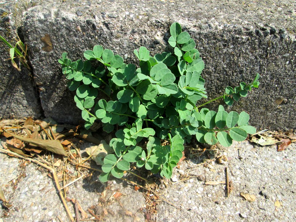Bärenschote (Astragalus glycyphyllos) im Rinnstein in Schwetzingen
