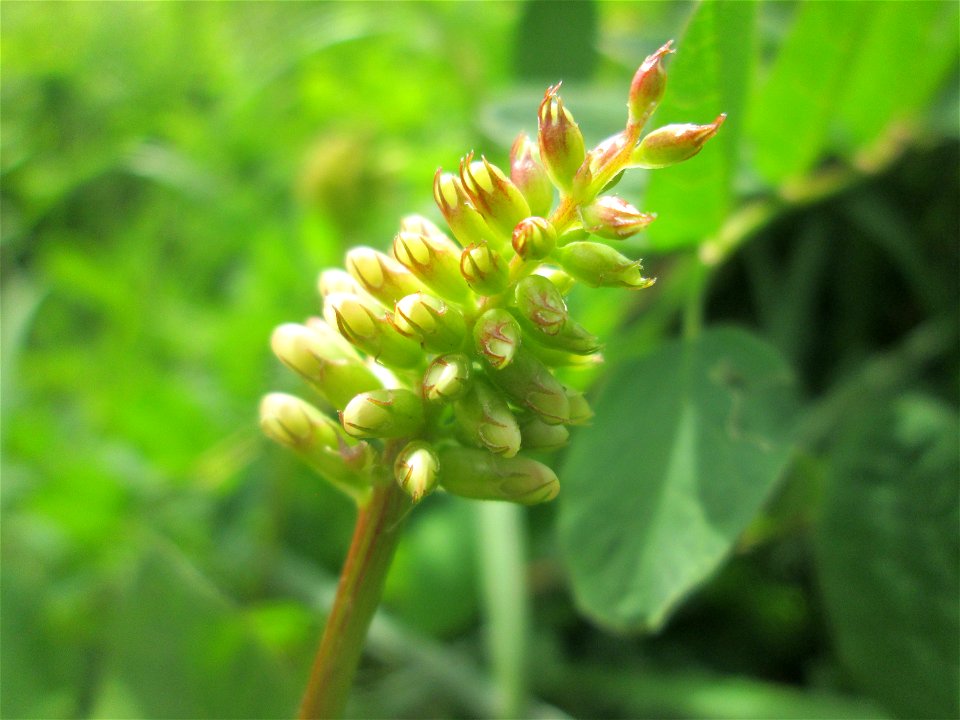 Bärenschote (Astragalus glycyphyllos) im Naturschutzgebiet "St. Arnualer Wiesen"