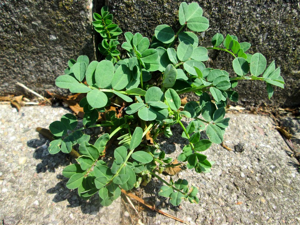Bärenschote (Astragalus glycyphyllos) im Rinnstein in Schwetzingen