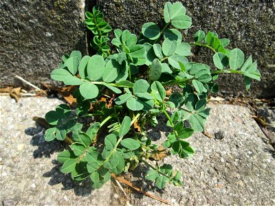 Bärenschote (Astragalus glycyphyllos) im Rinnstein in Schwetzingen
