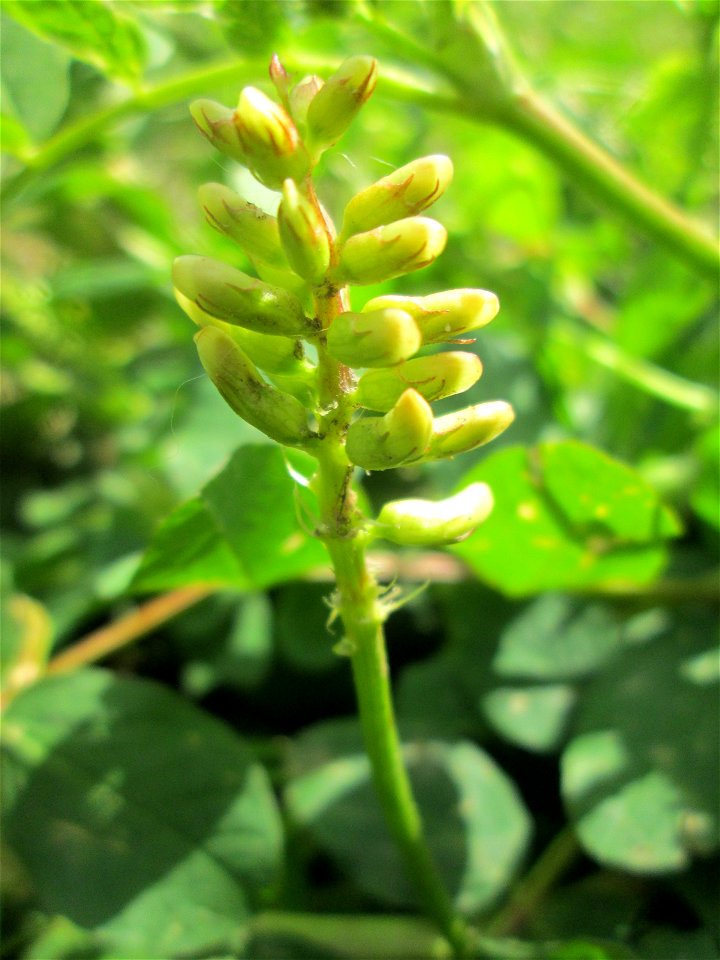 Bärenschote (Astragalus glycyphyllos) im Naturschutzgebiet "St. Arnualer Wiesen"