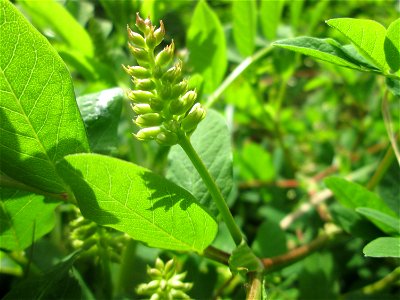 Bärenschote (Astragalus glycyphyllos) im Naturschutzgebiet "St. Arnualer Wiesen"