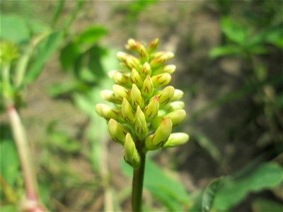 Bärenschote (Astragalus glycyphyllos) im Naturschutzgebiet "St. Arnualer Wiesen"