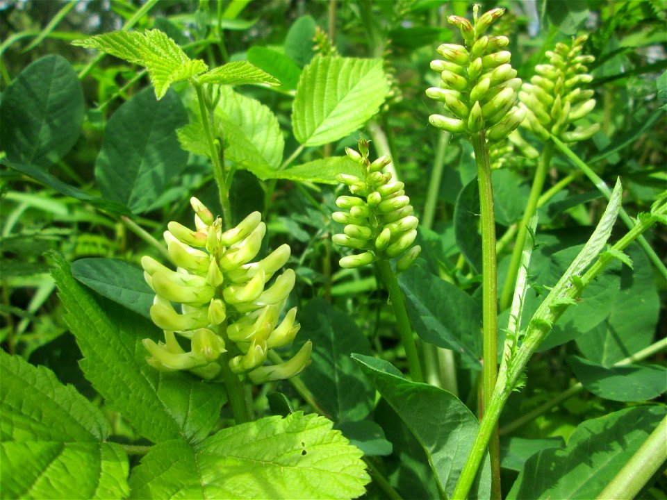 Bärenschote (Astragalus glycyphyllos) im Naturschutzgebiet "St. Arnualer Wiesen"