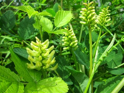 Bärenschote (Astragalus glycyphyllos) im Naturschutzgebiet "St. Arnualer Wiesen"