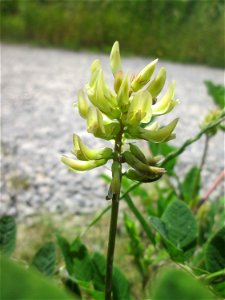 Bärenschote (Astragalus glycyphyllos) beim Osthafen Saarbrücken