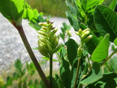 Bärenschote (Astragalus glycyphyllos) beim Osthafen Saarbrücken