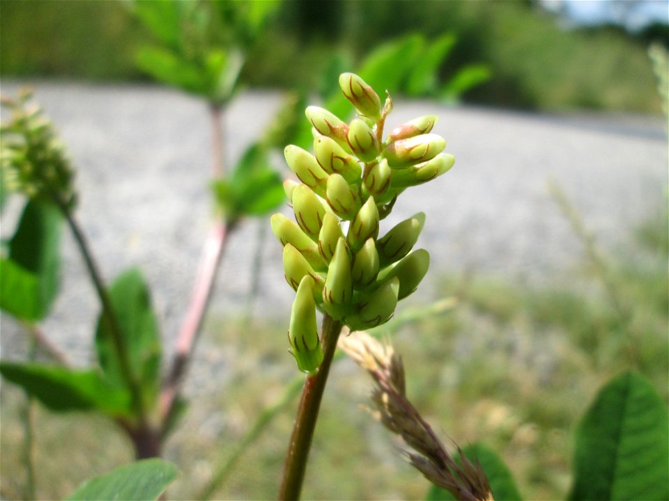 Bärenschote (Astragalus glycyphyllos) beim Osthafen Saarbrücken