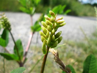 Bärenschote (Astragalus glycyphyllos) beim Osthafen Saarbrücken