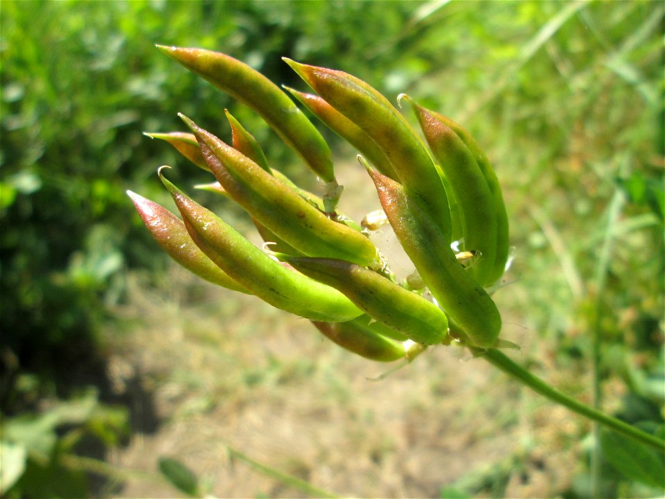 Bärenschote (Astragalus glycyphyllos) im Naturschutzgebiet „St. Arnualer Wiesen“