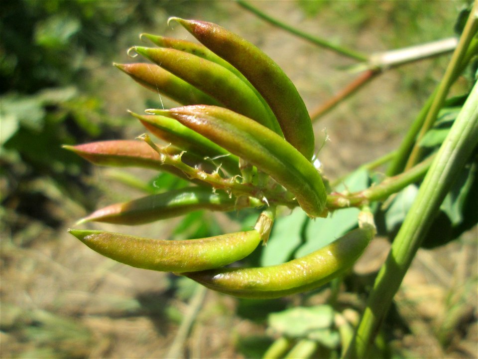 Bärenschote (Astragalus glycyphyllos) im Naturschutzgebiet „St. Arnualer Wiesen“