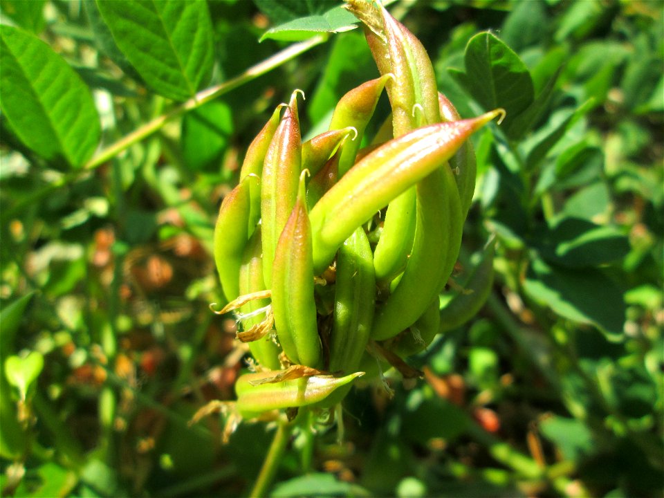 Bärenschote (Astragalus glycyphyllos) im Naturschutzgebiet „St. Arnualer Wiesen“