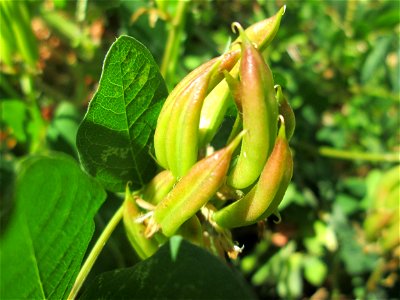 Bärenschote (Astragalus glycyphyllos) im Naturschutzgebiet „St. Arnualer Wiesen“