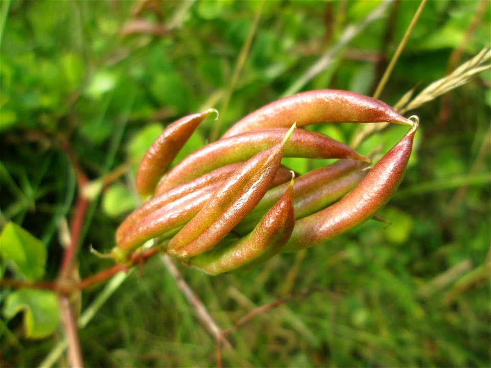 Bärenschote (Astragalus glycyphyllos) beim Osthafen Saarbrücken