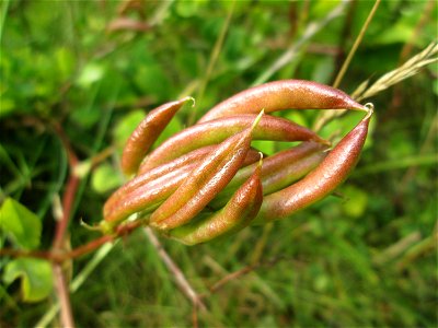 Bärenschote (Astragalus glycyphyllos) beim Osthafen Saarbrücken
