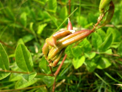 Bärenschote (Astragalus glycyphyllos) beim Osthafen Saarbrücken