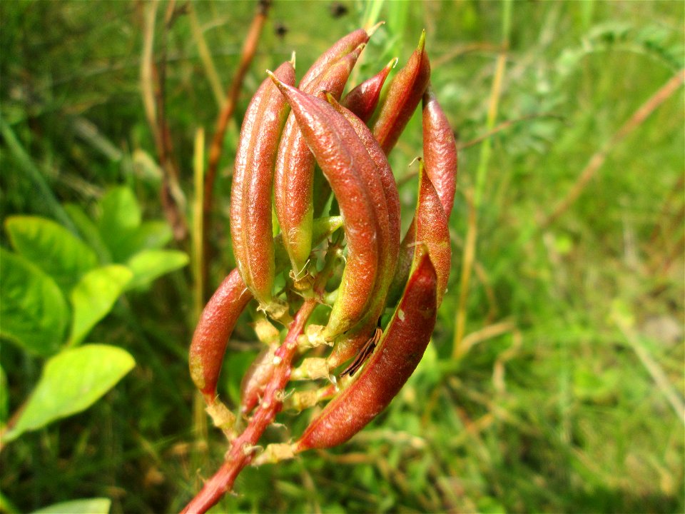 Bärenschote (Astragalus glycyphyllos) beim Osthafen Saarbrücken