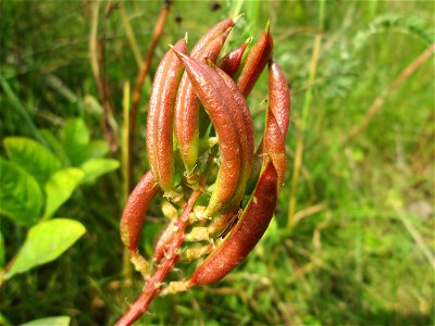 Bärenschote (Astragalus glycyphyllos) beim Osthafen Saarbrücken