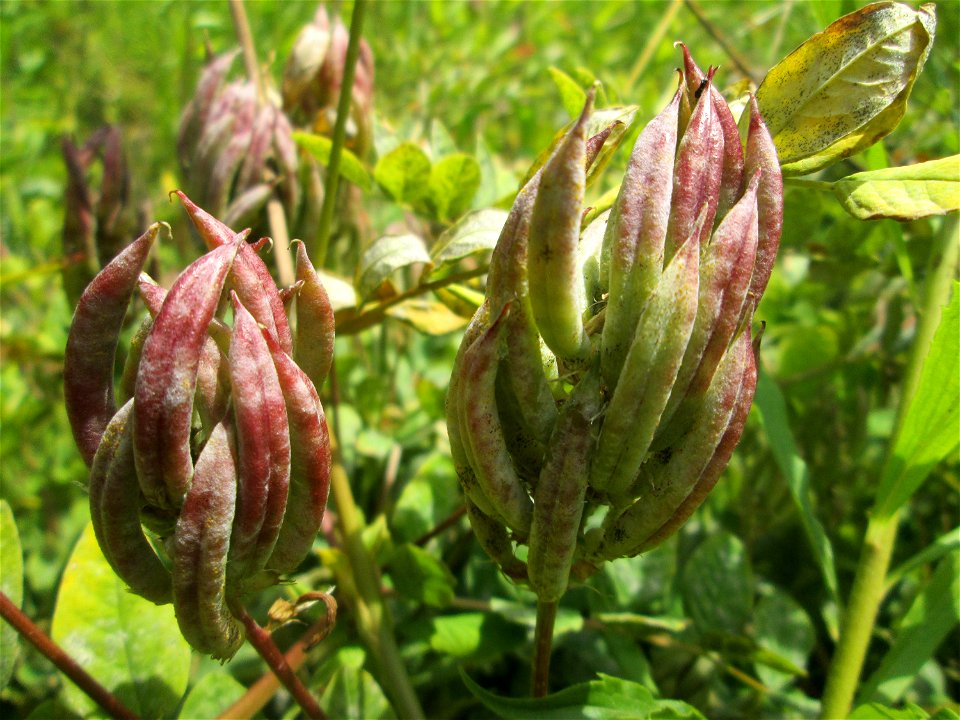 Bärenschote (Astragalus glycyphyllos) im Naturschutzgebiet „St. Arnualer Wiesen“