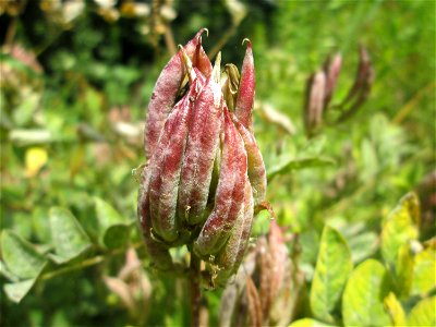 Bärenschote (Astragalus glycyphyllos) im Naturschutzgebiet „St. Arnualer Wiesen“