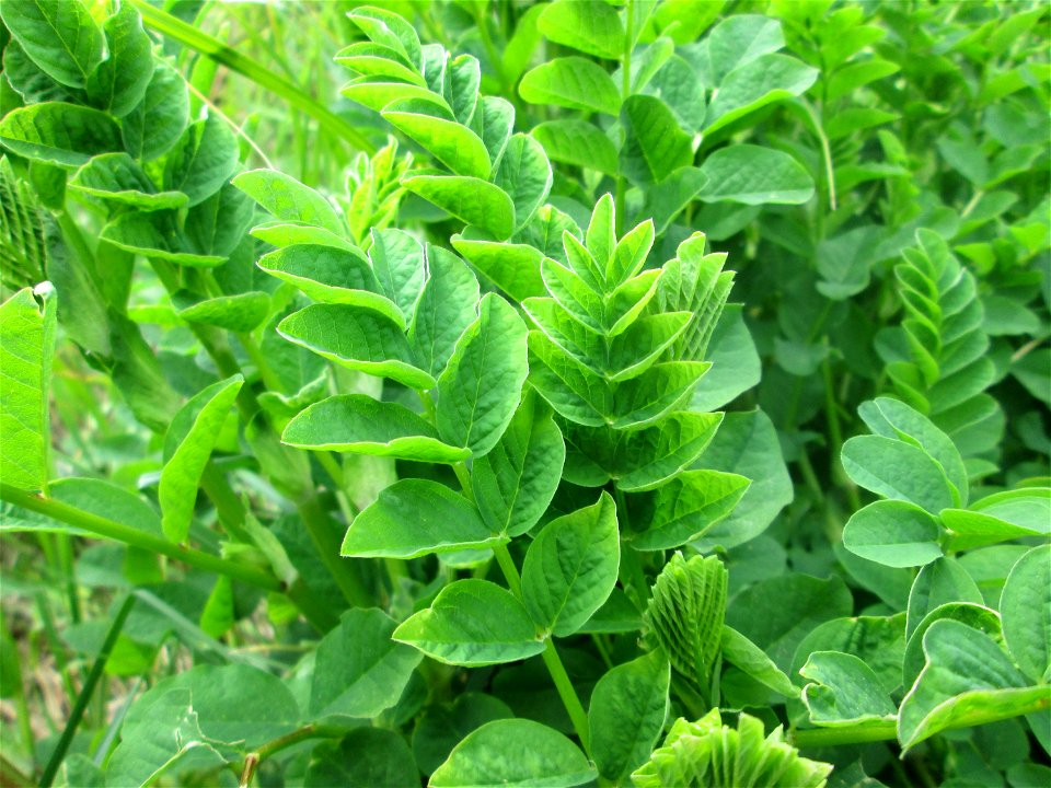 Bärenschote (Astragalus glycyphyllos) im Naturschutzgebiet „St. Arnualer Wiesen“