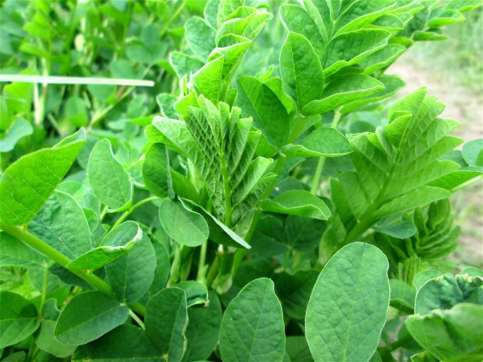 Bärenschote (Astragalus glycyphyllos) im Naturschutzgebiet „St. Arnualer Wiesen“