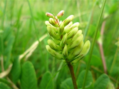 Bärenschote (Astragalus glycyphyllos) am Birzberg bei Fechingen (außerhalb vom Naturschutzgebiet)