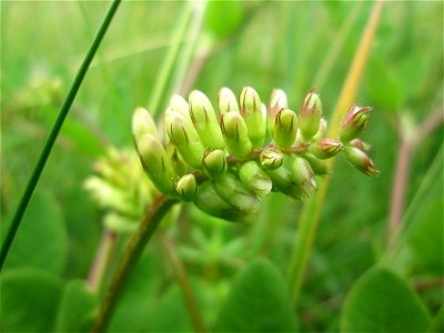 Bärenschote (Astragalus glycyphyllos) am Birzberg bei Fechingen (außerhalb vom Naturschutzgebiet)