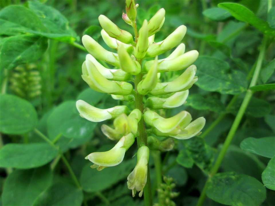 Bärenschote (Astragalus glycyphyllos) im Naturschutzgebiet „St. Arnualer Wiesen“