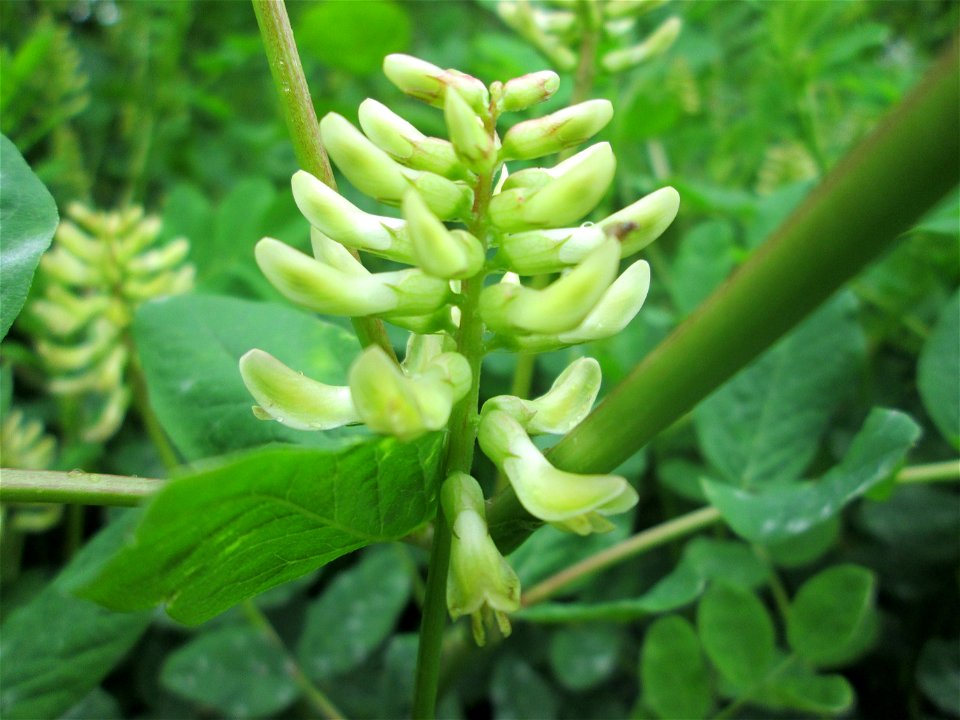 Bärenschote (Astragalus glycyphyllos) im Naturschutzgebiet „St. Arnualer Wiesen“