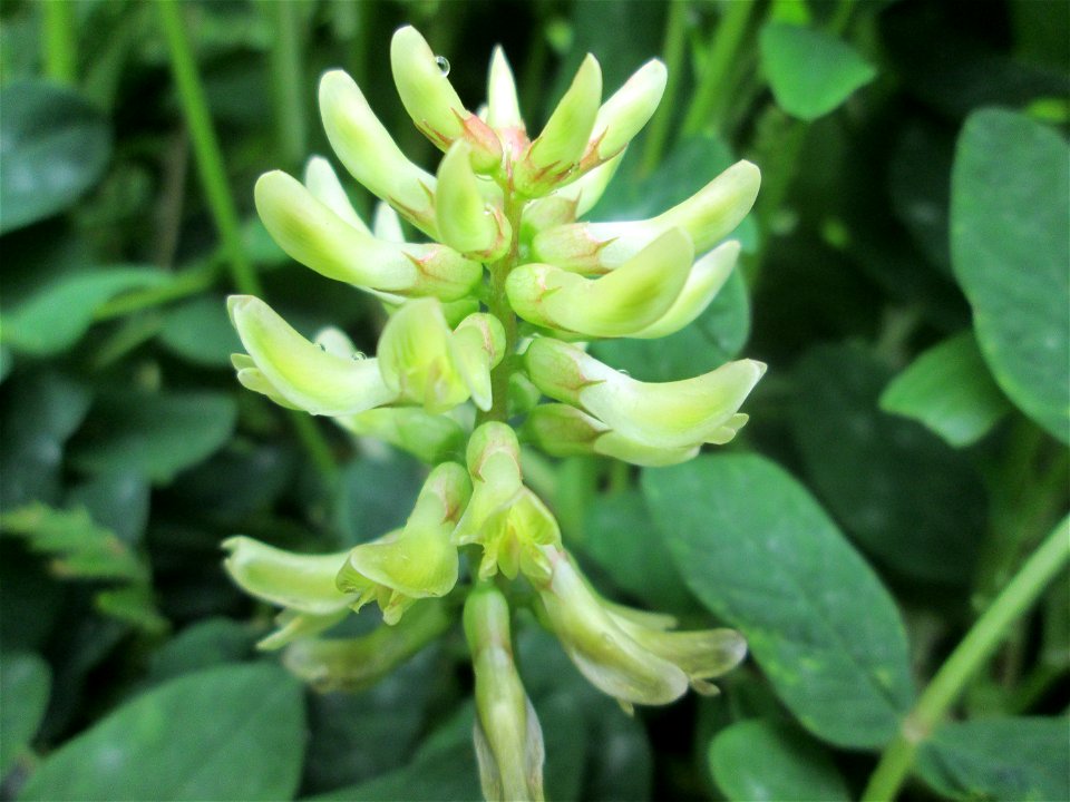 Bärenschote (Astragalus glycyphyllos) im Naturschutzgebiet „St. Arnualer Wiesen“