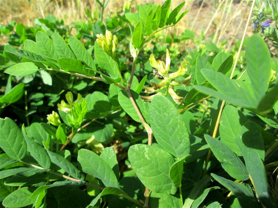 Bärenschote (Astragalus glycyphyllos) neben der Saarbahnhaltestelle „Römerkastell“ in Saarbrücken