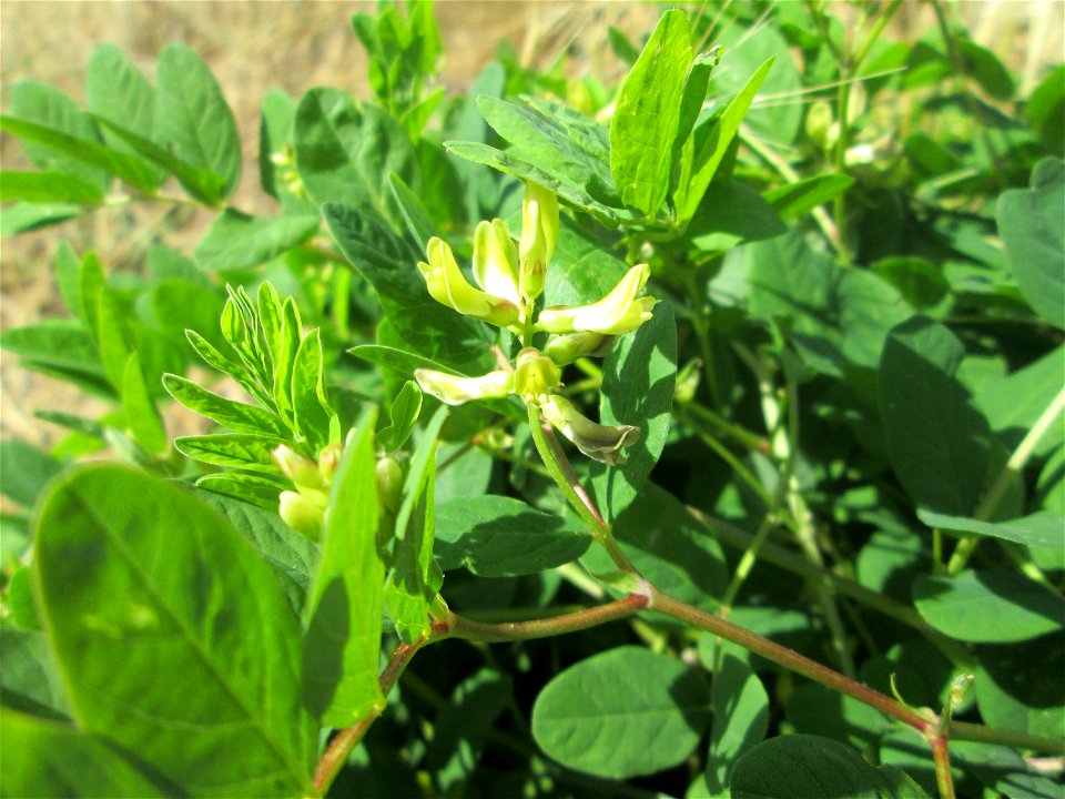 Bärenschote (Astragalus glycyphyllos) neben der Saarbahnhaltestelle „Römerkastell“ in Saarbrücken