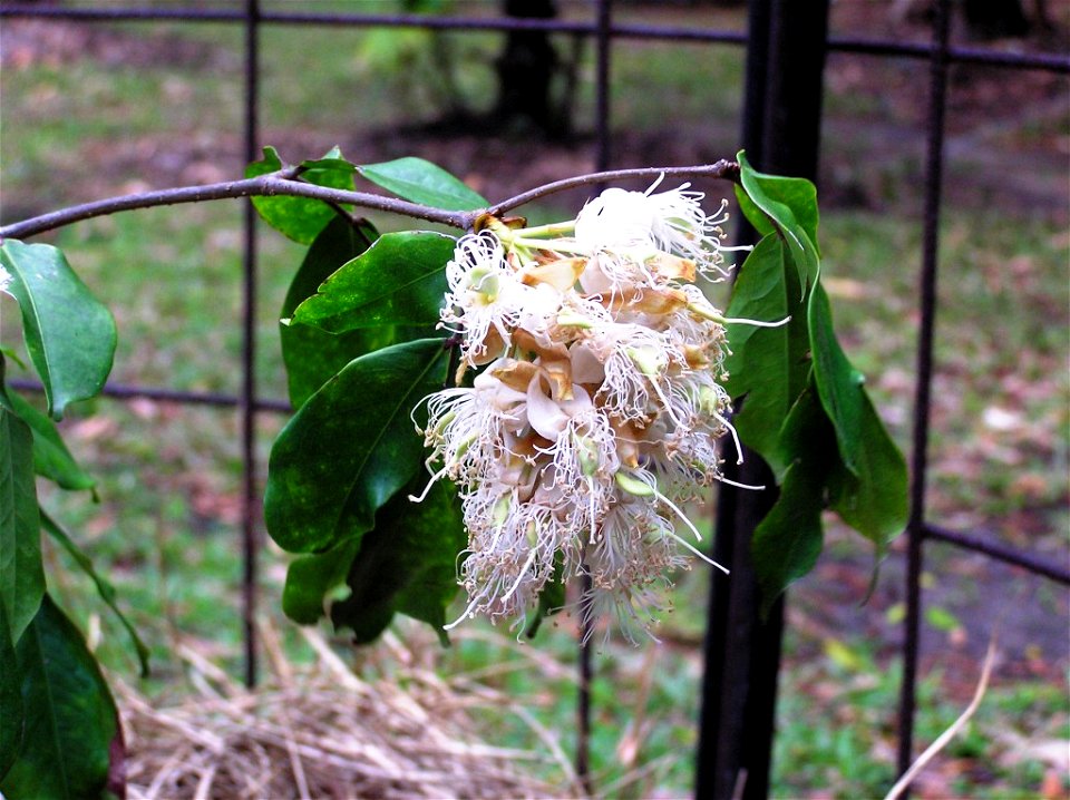 Maniltoa lenticellata. This photo was taken by a friend of mine, Sandy Lloyd, who has given me permission to use it so long as attribution is given. I have sent an email with copies of correspondence 