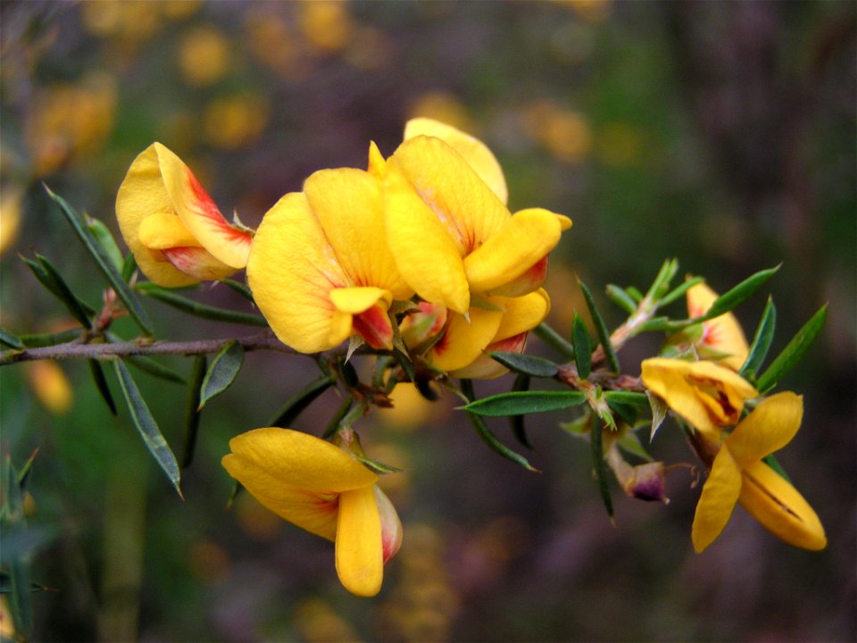 Flowers and leaves of Pultenaea juniperina
