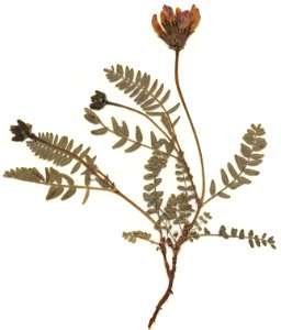 eigener Herbarbeleg