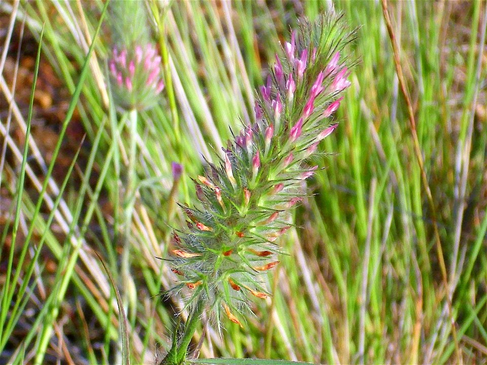Trifolium angustifolium flower closeup, Sierra Madrona, Spain