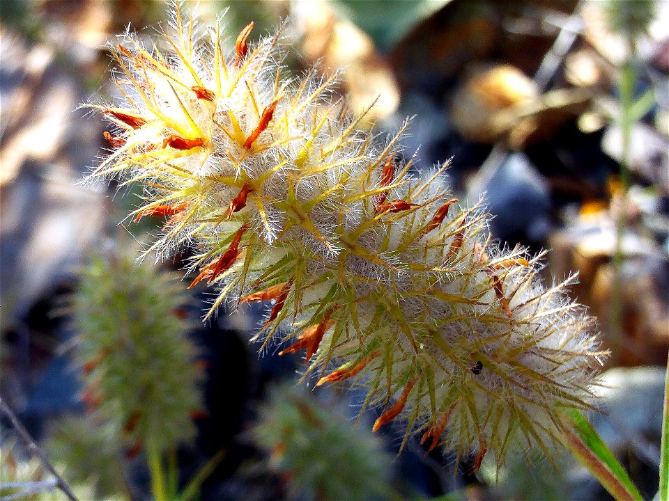 Trifolium angustifolium mature inflorescence, Valle de Alcudia, Spain