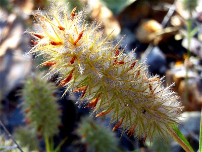 Trifolium angustifolium mature inflorescence, Valle de Alcudia, Spain