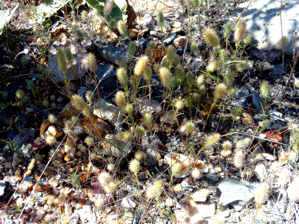 Trifolium angustifolium habit, Valle de Alcudia, Spain