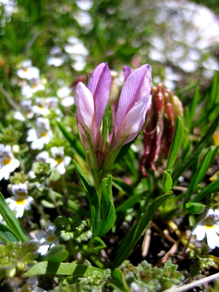 Trifolium alpinum