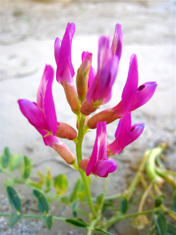 var. borreganus — Borrego Milkvetch.
In Anza Borrego Desert State Park, southern California.