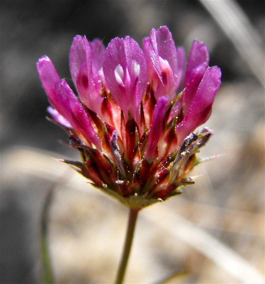 Trifolium ciliolatum at Blue Sky Ecological Reserve in Poway, California, USA.