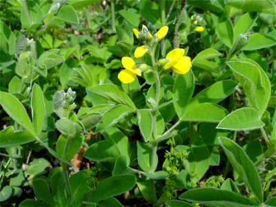 センダイハギ[先代萩/千代萩][Thermopsis lupinoides]-全体
