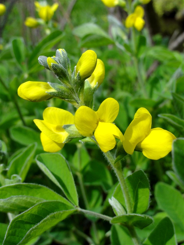 センダイハギ[先代萩/千代萩][Thermopsis lupinoides]-花