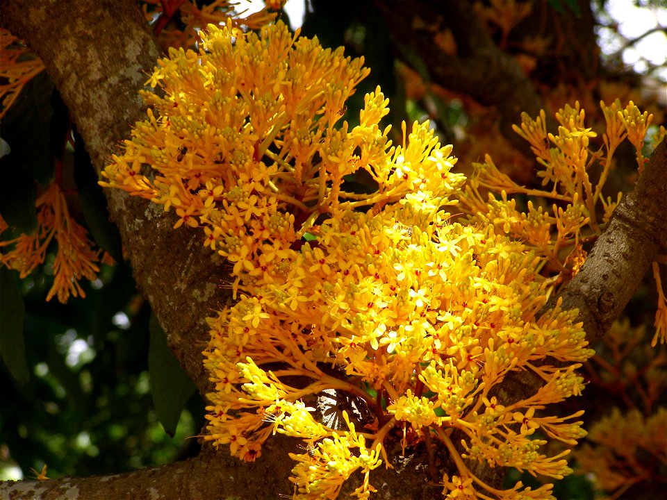 Flowers of Saraca thaipingensis, January 2010. The tree is in Lalbagh, Bangalore.