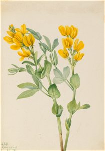 Goldenpea (Thermopsis rhombifolia) photo