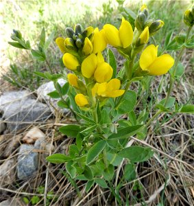 Thermopsis rhombifolia growing in a rocky savanna at Flatirons Vista

, Boulder County, Colorado.