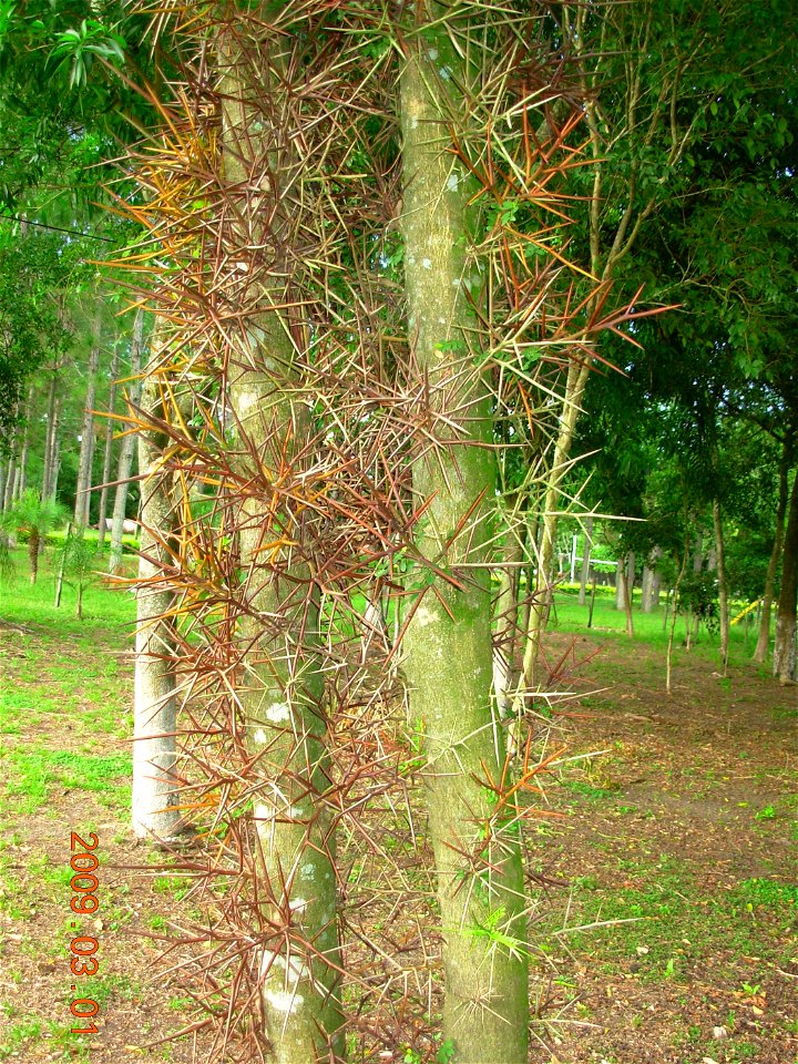 Tronco del árbol Gleditsia amorphoides.